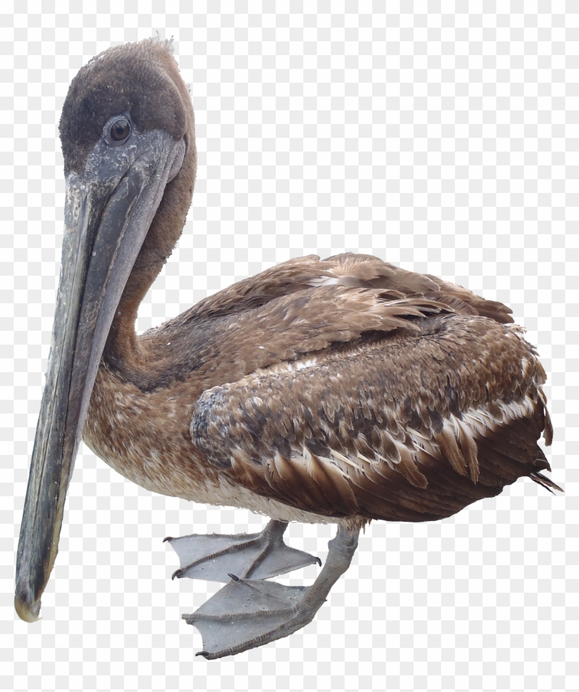 Detail Pelican Png Nomer 42