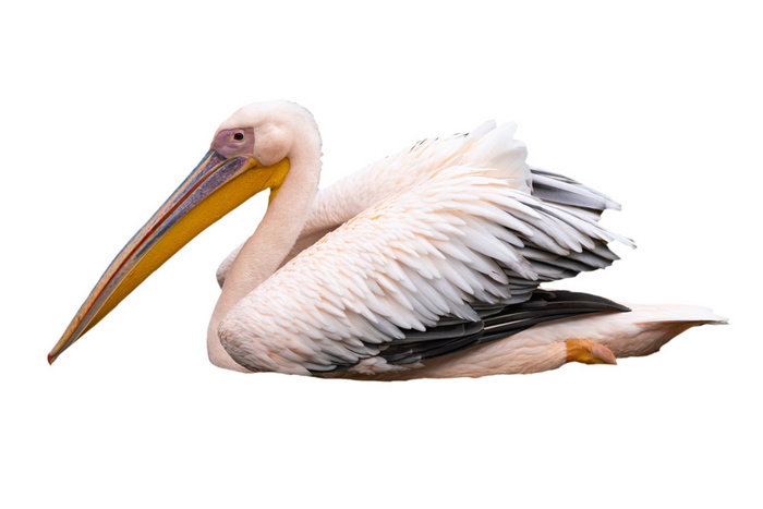 Detail Pelican Png Nomer 44
