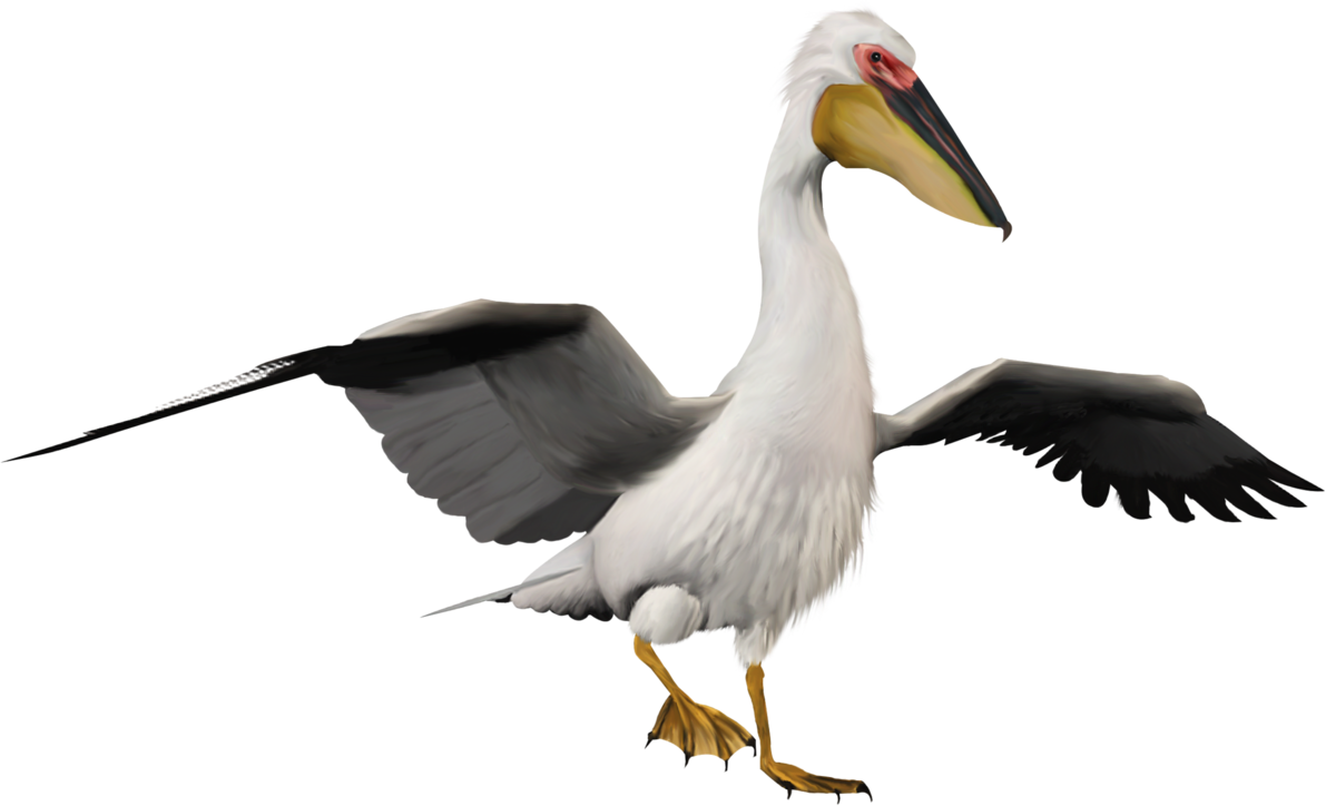 Detail Pelican Png Nomer 8