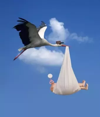 Detail Pelican Vs Stork Nomer 31