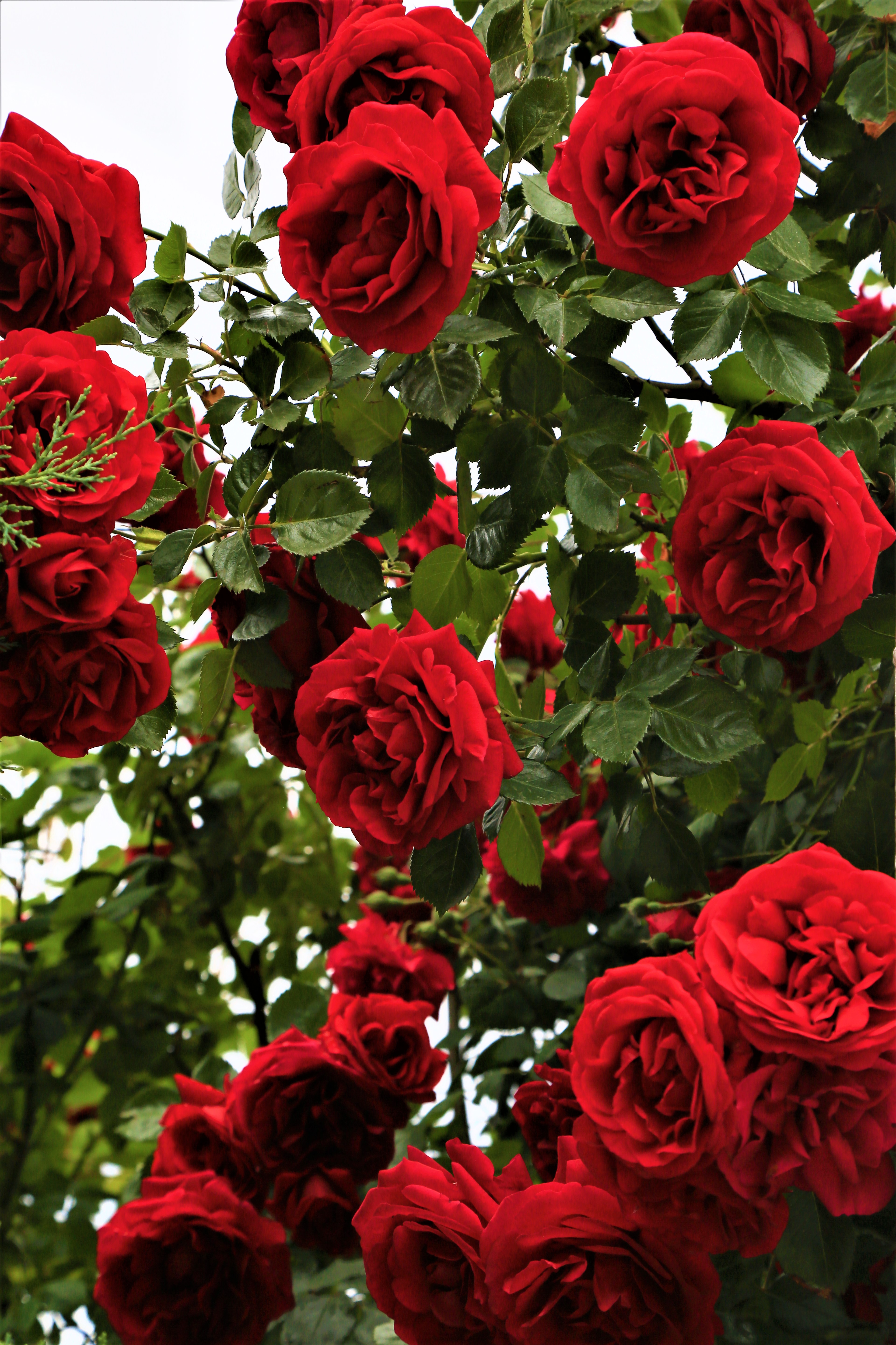 Detail Love Rose Flower Images Nomer 54