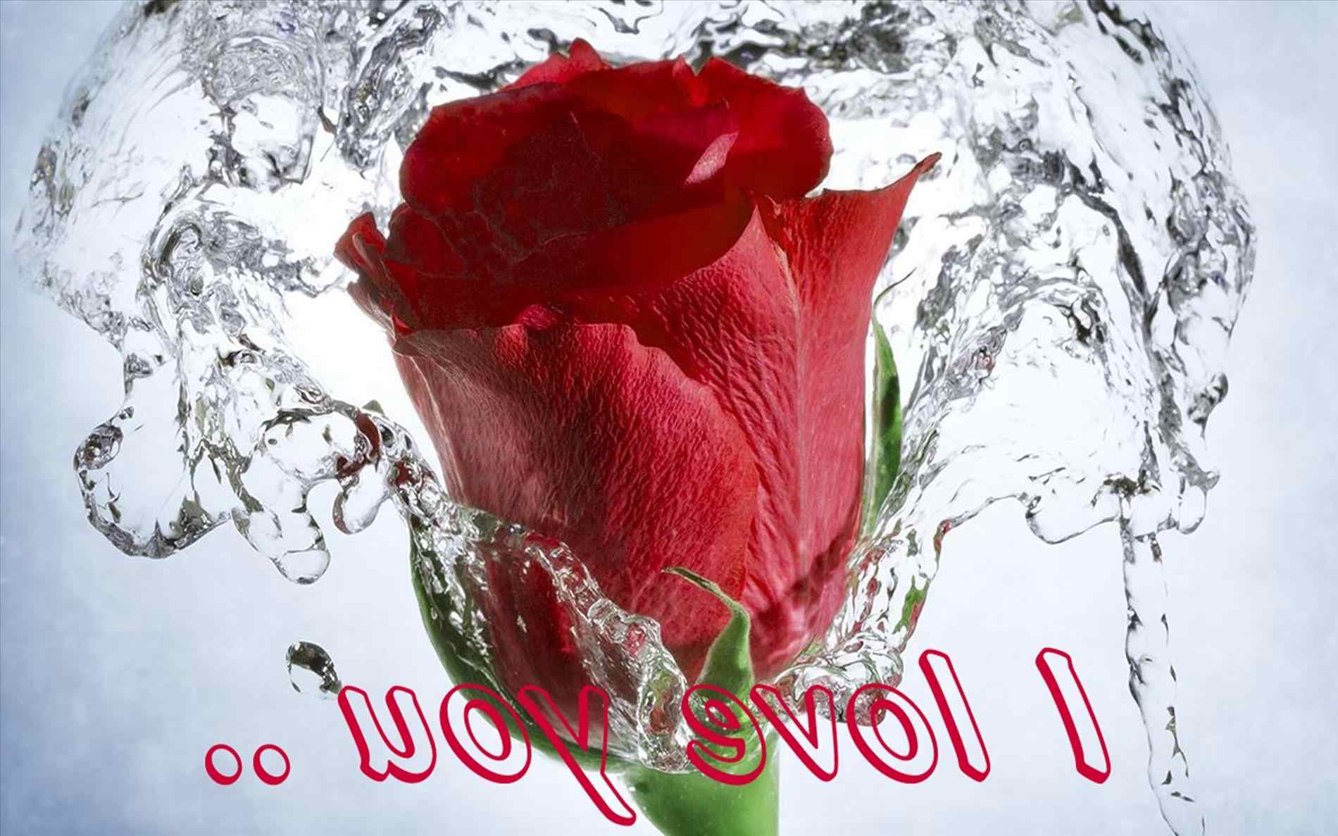 Detail Love Rose Flower Images Free Download Nomer 54
