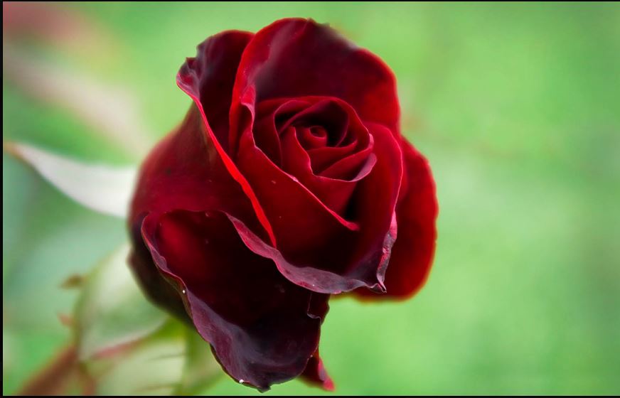 Detail Love Rose Images Free Download Nomer 16