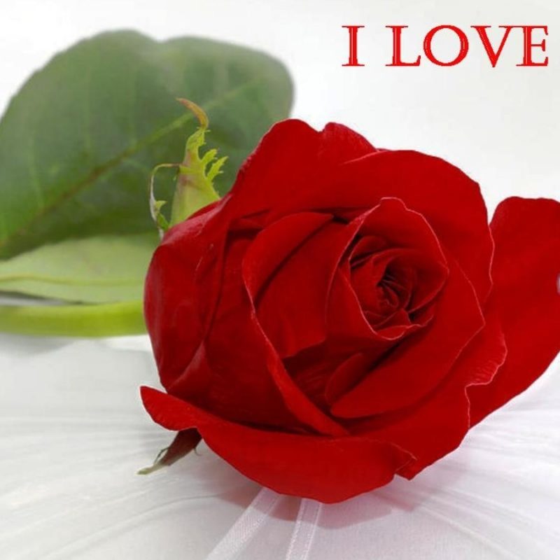 Detail Love Rose Images Free Download Nomer 4