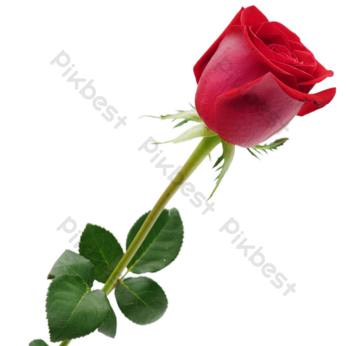 Detail Love Rose Images Free Download Nomer 29