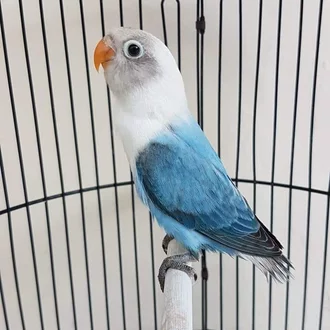 Detail Lovebird Biola Blue Nomer 2