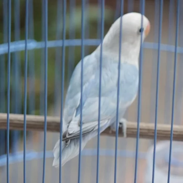 Detail Lovebird Biola Blue Nomer 28