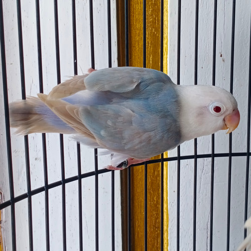 Detail Lovebird Biola Blue Nomer 40