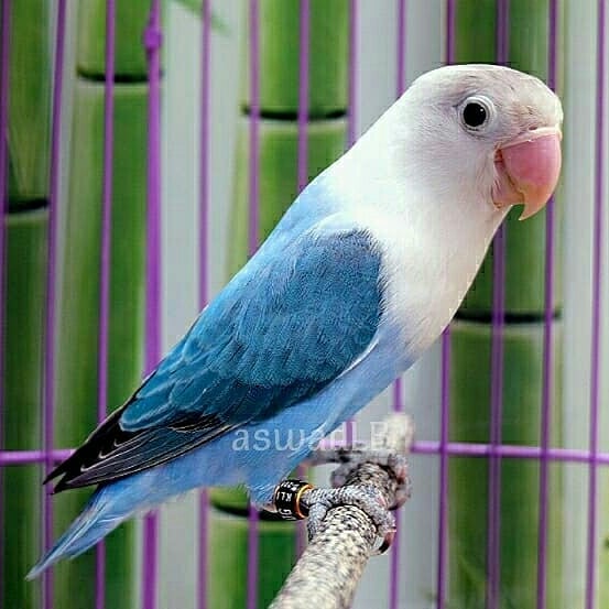 Detail Lovebird Biola Blue Nomer 6