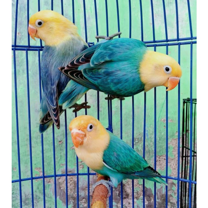 Detail Lovebird Biola Blue Nomer 50