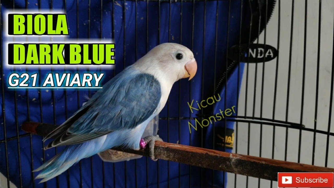 Detail Lovebird Biola Blue Nomer 52