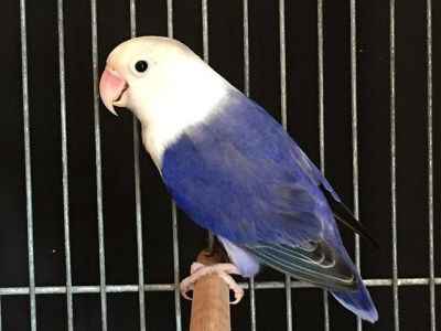 Lovebird Elang - KibrisPDR