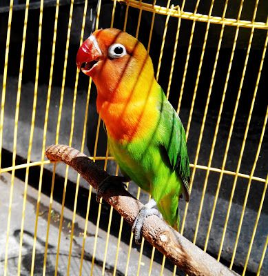 Detail Lovebird Elang Nomer 27