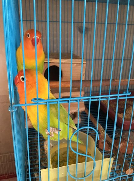 Detail Lovebird Elang Nomer 39