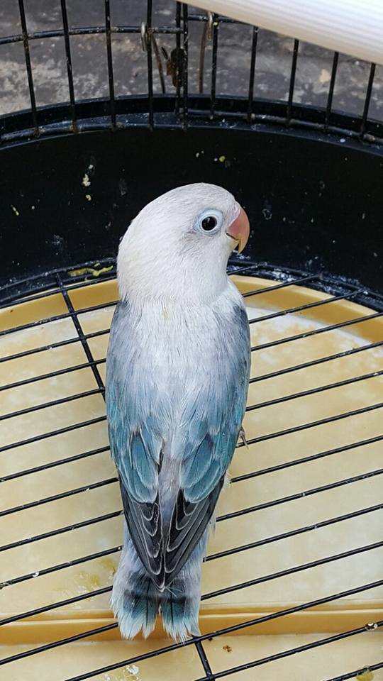 Lovebird Euwing Biru - KibrisPDR