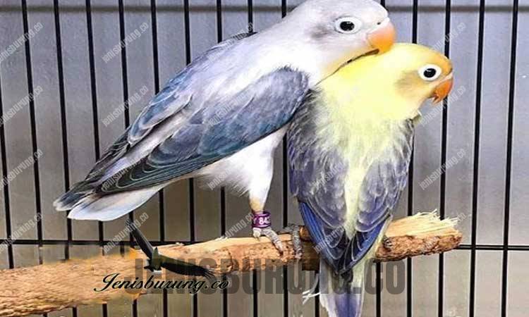 Detail Lovebird Euwing Biru Nomer 13