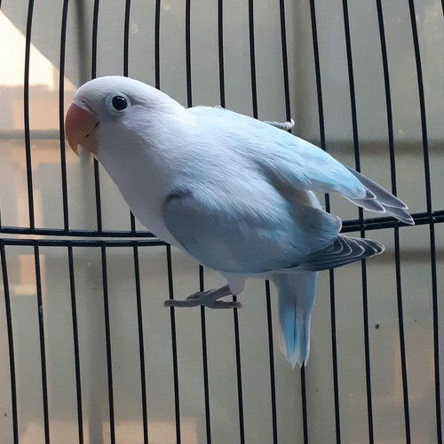 Detail Lovebird Euwing Biru Nomer 17