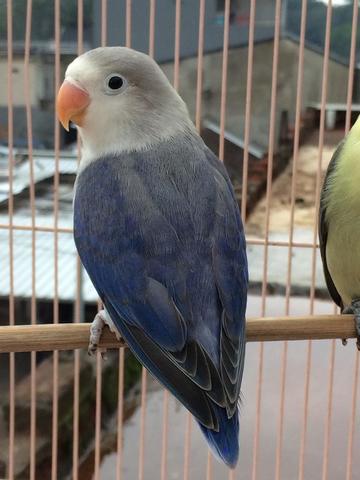 Detail Lovebird Euwing Biru Nomer 28