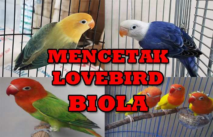 Detail Lovebird Euwing Biru Nomer 36