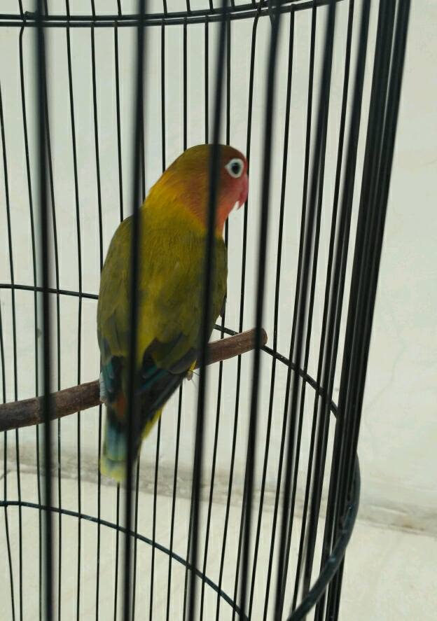 Detail Lovebird Euwing Biru Nomer 38