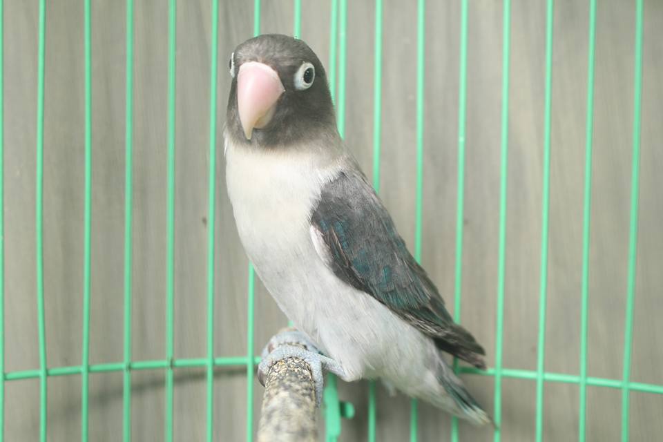 Detail Lovebird Euwing Biru Nomer 41