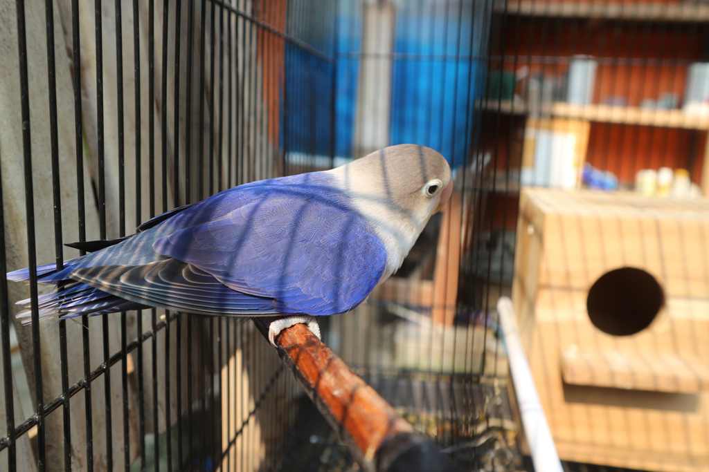 Detail Lovebird Euwing Biru Nomer 44