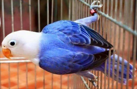 Detail Lovebird Euwing Biru Nomer 7