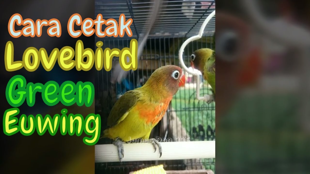 Detail Lovebird Euwing Green Olive Nomer 22