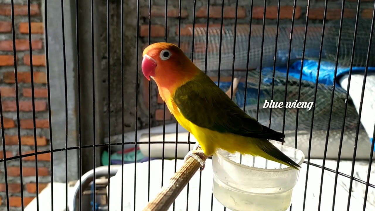 Detail Lovebird Euwing Green Olive Nomer 3