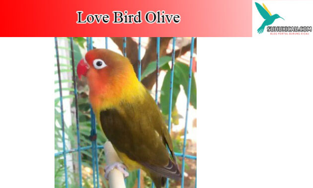 Detail Lovebird Euwing Green Olive Nomer 45