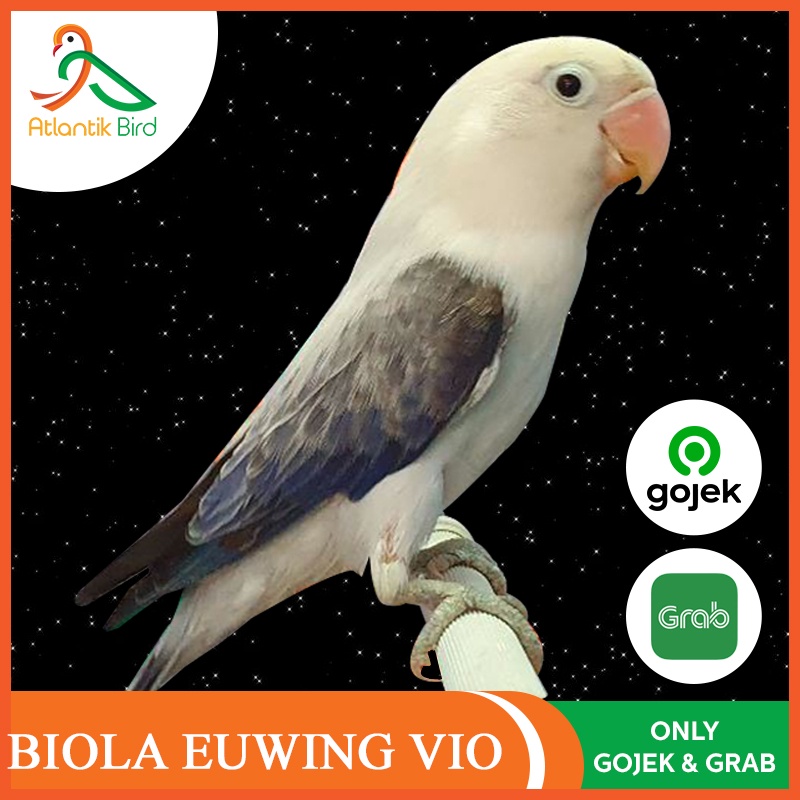 Detail Lovebird Euwing Vio Nomer 54