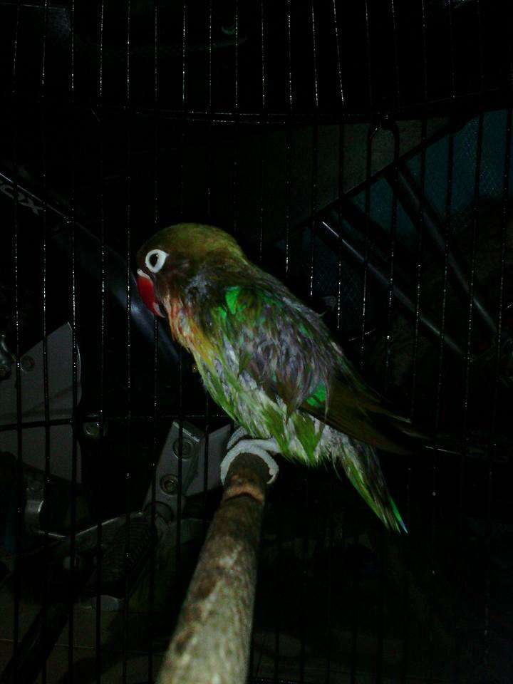 Detail Lovebird Mandi Malam Nomer 11