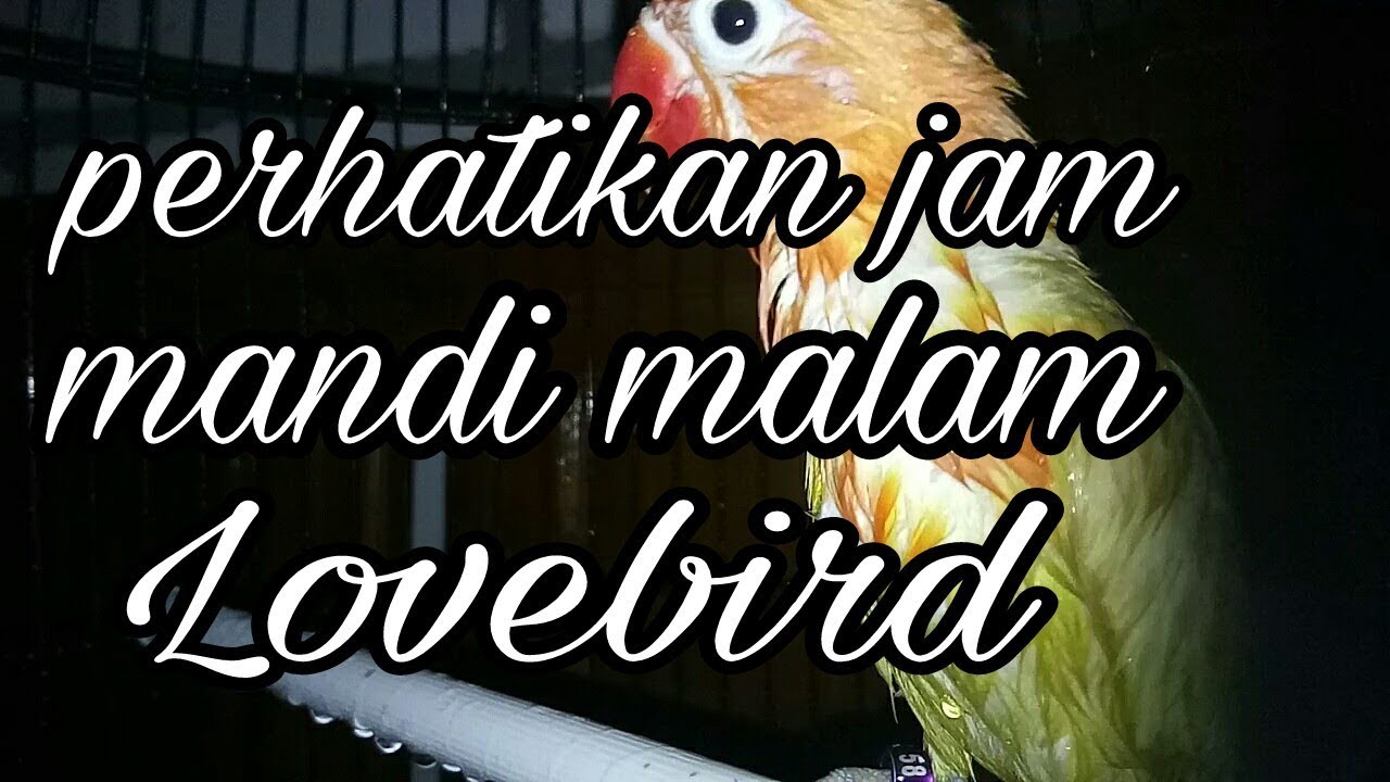 Detail Lovebird Mandi Malam Nomer 33