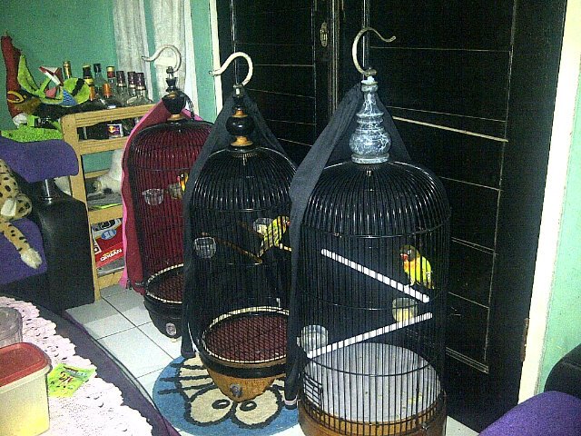 Detail Lovebird Mandi Malam Nomer 7