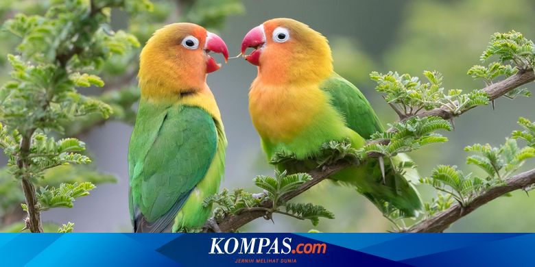 Detail Lovebird Ngekek Png Nomer 20