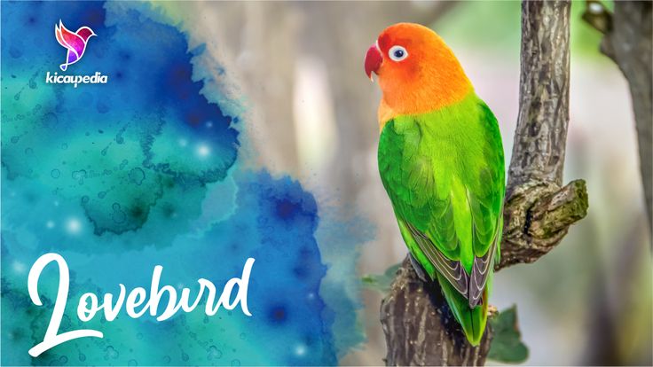 Detail Lovebird Ngekek Png Nomer 24