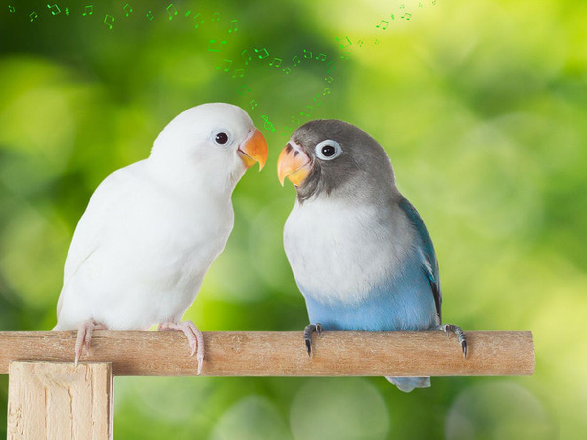 Lovebird Paling Murah - KibrisPDR