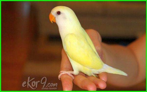 Detail Lovebird Paling Murah Nomer 17