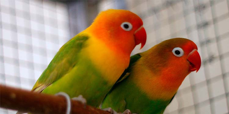 Detail Lovebird Paling Murah Nomer 23