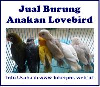 Detail Lovebird Paling Murah Nomer 28