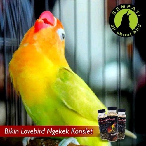 Detail Lovebird Paling Murah Nomer 44