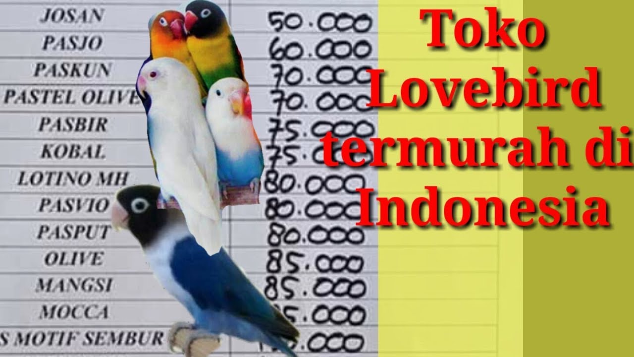 Detail Lovebird Paling Murah Nomer 7