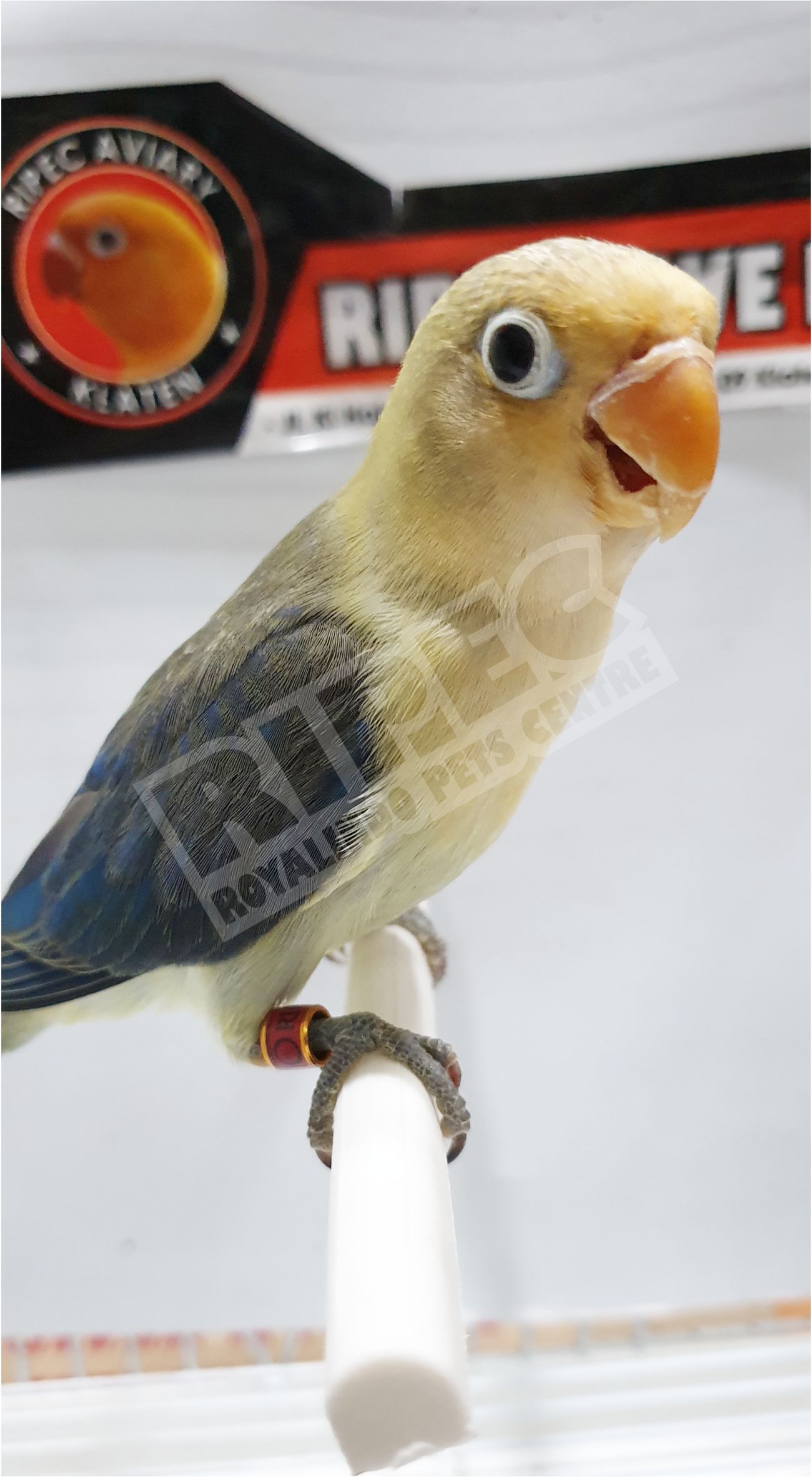 Detail Lovebird Pb Vio Nomer 37