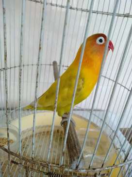 Lovebird Semarang Olx - KibrisPDR