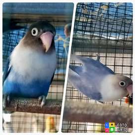 Detail Lovebird Semarang Olx Nomer 2