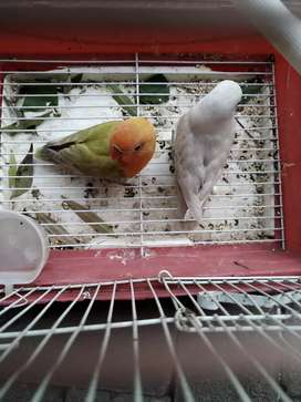 Detail Lovebird Semarang Olx Nomer 11