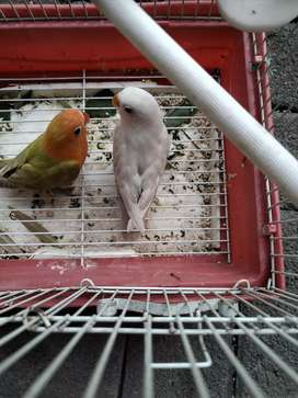 Detail Lovebird Semarang Olx Nomer 15