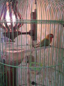 Detail Lovebird Semarang Olx Nomer 20