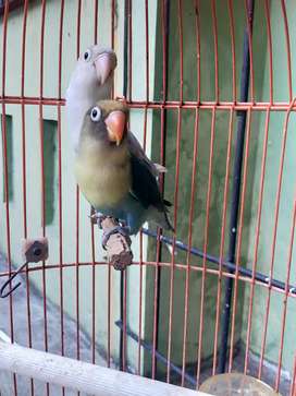 Detail Lovebird Semarang Olx Nomer 21