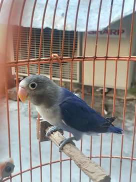 Detail Lovebird Semarang Olx Nomer 5